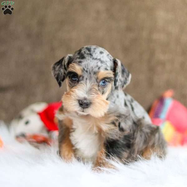 Fifi, Miniature Schnauzer Puppy